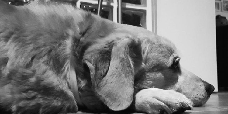 Capodanno 2022, “morti almeno 400 tra cani e gatti per i botti”