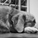 Capodanno 2022, “morti almeno 400 tra cani e gatti per i botti”