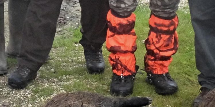 Peste suina in Italia, 5 nuovi casi