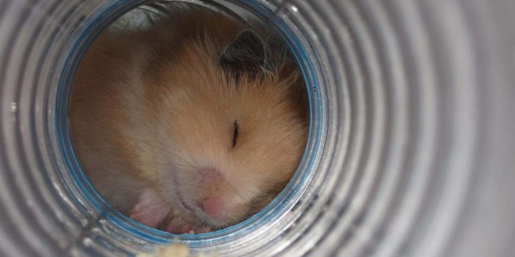 Criceti contagiati dal covid a Hong Kong, 2mila saranno abbattuti