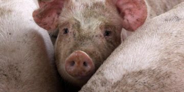Peste suina, firmata ordinanza Patuanelli-Speranza