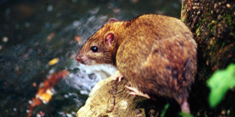 Variante Omicron, possibile ‘salto’ da topi a uomo: ipotesi allo studio