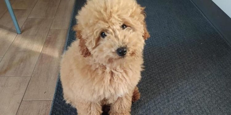 “Hanno rapito il nostro cane Totò”, il video del furto a Nola