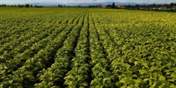 Accordo ‘salva raccolti’ Coldiretti-Philip Morris contro i rincari energetici