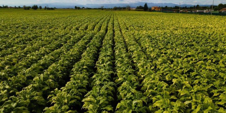 Accordo ‘salva raccolti’ Coldiretti-Philip Morris contro i rincari energetici