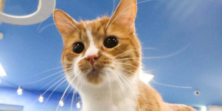 Giornata Nazionale del Gatto, Mattioli: “Vorrei loro al governo, efficienti, giusti e non ipocriti”