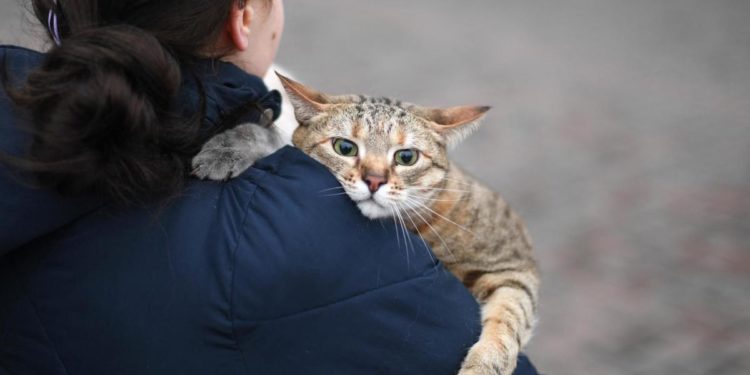 Guerra Ucraina, l’appello: “Accogliere rifugiati con animali anche senza documentazione”