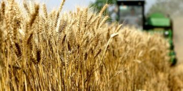 Ucraina, Divella: “Problemi approvvigionamento grano per Italia”