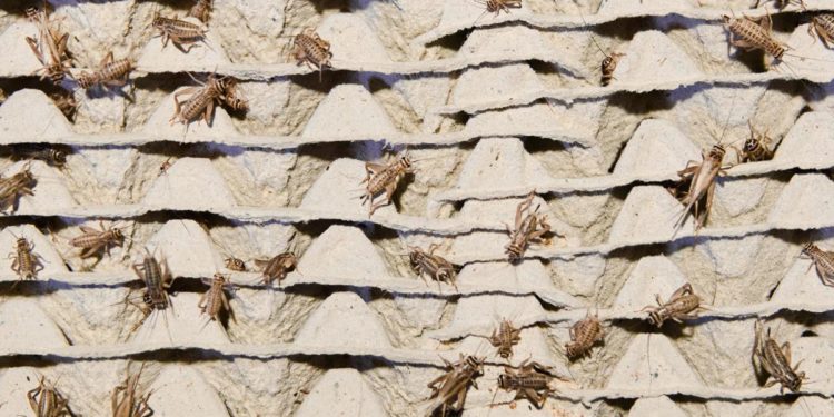 Da Ue via libera al grillo domestico come ‘nuovo cibo’