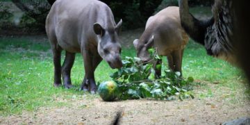 San Valentino, la storia d’amore dei tapiri Irene e Rondel un test per gli scienziati