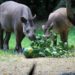 San Valentino, la storia d’amore dei tapiri Irene e Rondel un test per gli scienziati