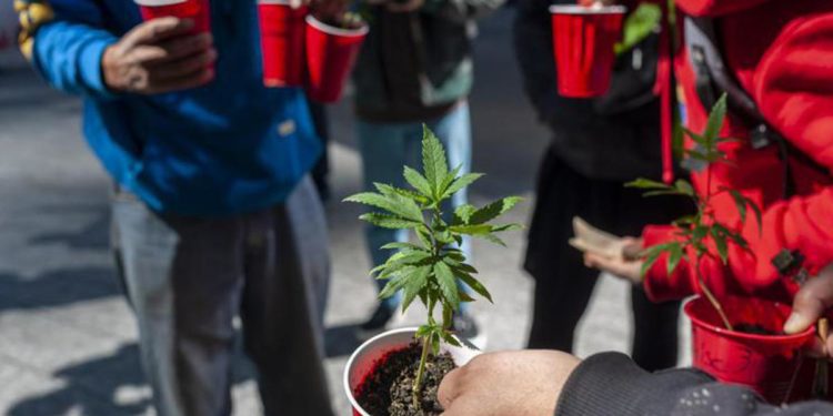 Referendum cannabis bocciato: è inammissibile