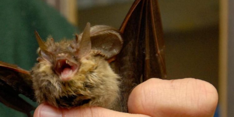 Covid, 3 virus simili in pipistrelli. Viola: “Monitorare e prepararsi”