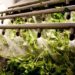 Achilli (Barilla): “Percorso che passa per promozione biodiversità”