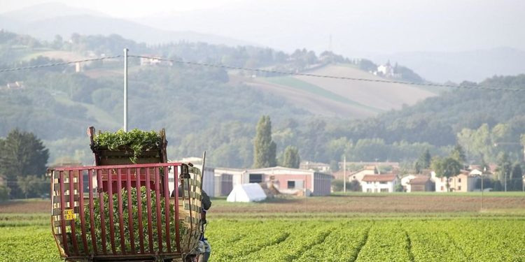 Il Pesto Barilla tra innovazione e attenzione all’ambiente