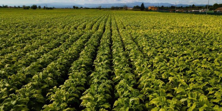 Al via erogazione bonus Philip Morris Italia ai coltivatori Coldiretti