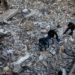 Guerra Ucraina-Russia, ultime notizie oggi: news ultima ora 18 marzo