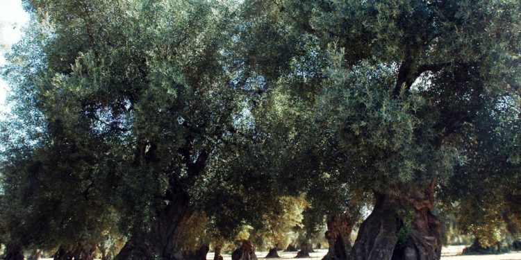 Scienziati, ecco com’è arrivata la Xylella ‘killer’ in Puglia