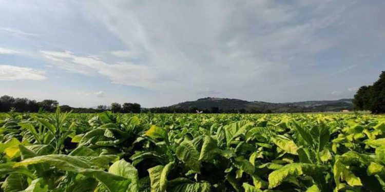 Tabacco, Fioroni (Umbria): “Da accordo Mipaaf-Philip Morris importanti risvolti anche per regione”