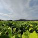 Tabacco, Fioroni (Umbria): “Da accordo Mipaaf-Philip Morris importanti risvolti anche per regione”
