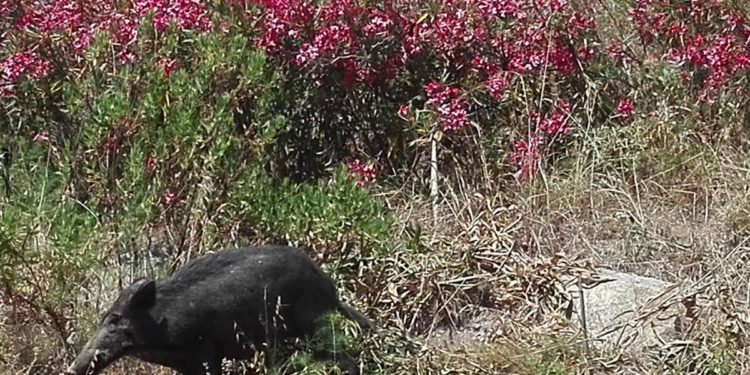 Peste suina africana, salgono a 101 i casi tra Piemonte e Liguria