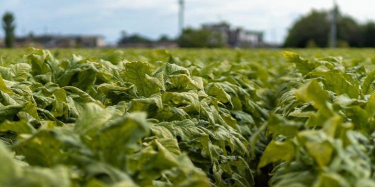 Tabacco, Laureti: “Accordo Mipaaf-Philip Morris Italia passo per filiera più sostenibile”