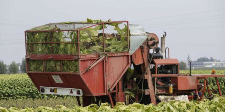Tabacco, Morroni (Umbria): “Intesa Mipaaf-Philip Morris migliore risposta aspettative produttori”
