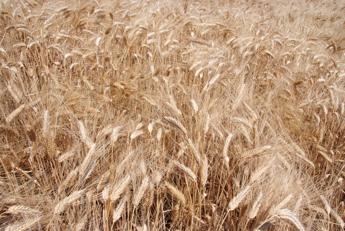 Ismea, agricoltura verso nuovo calo in valore anche in 2023