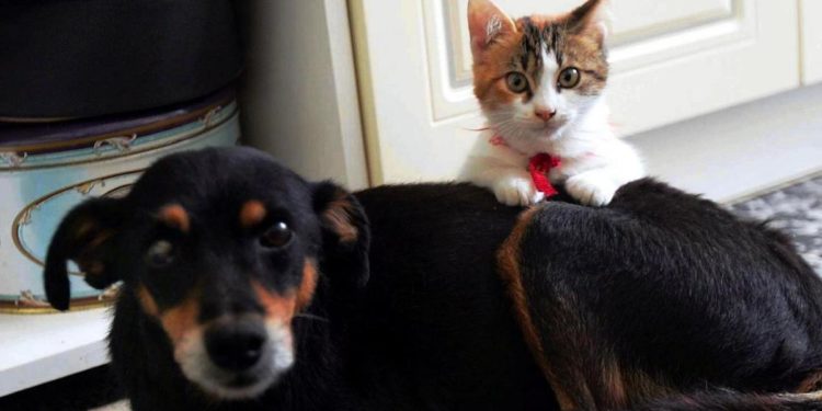 Bonus cani e gatti 2022, come richiederlo