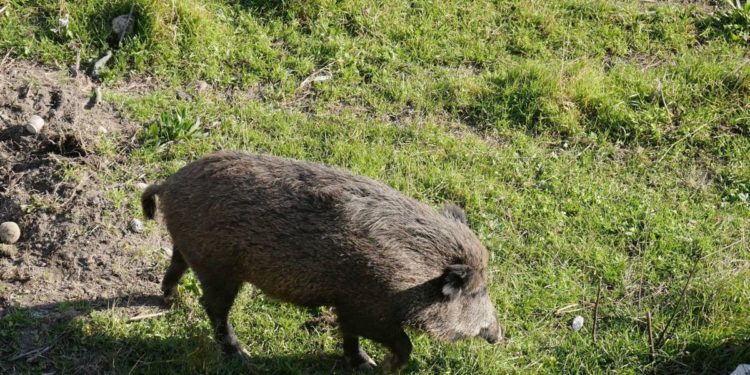 Taranto, 14enne morso da cinghiale mentre giocava vicino a casa