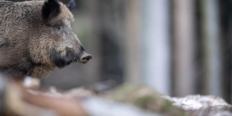 Peste suina Roma, si allarga zona rossa fino al 31 agosto