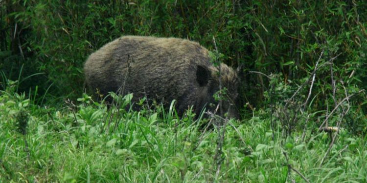 Peste suina, dal Lazio ordinanza che dispone ‘zona infetta’