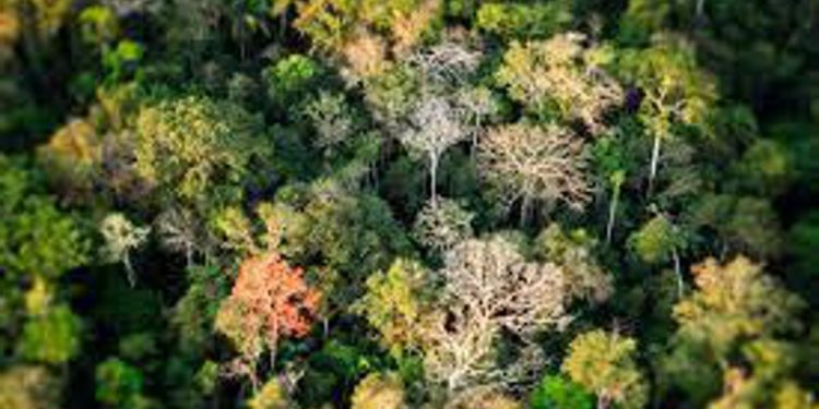 Malattie rare, da pianta amazzonica farmaco per grave sindrome intestinale bebè