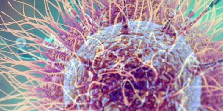 Vaiolo delle scimmie Italia, Clementi: “Studiarne diffusione e non far sfuggire casi”