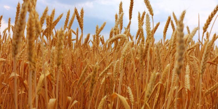 Ismea: ancora su prezzo grano, per mais debole segnale di cedimento dei listini