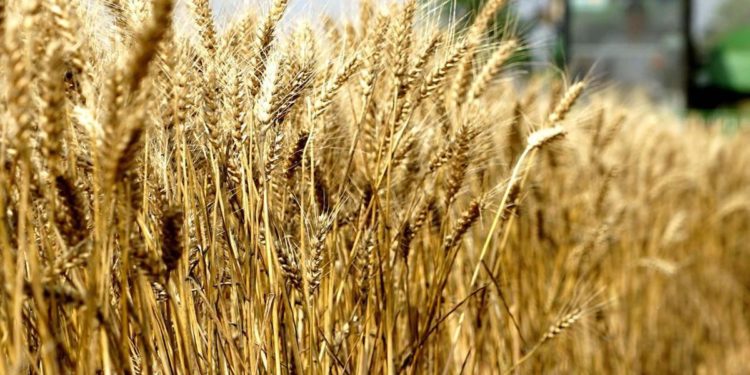 Divella: “Per pasta rincaro massimo di 3 euro a testa l’anno”