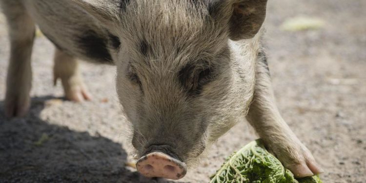 Peste suina Italia, veterinari: “Lockdown maiali? Di fatto già c’è”