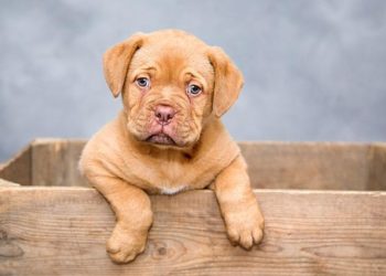 Cane cucciolo, alimentazione e consigli