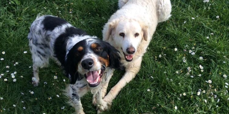 Covid, dopo il boom di adozioni 117mila cani restituiti