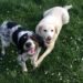 Covid, dopo il boom di adozioni 117mila cani restituiti