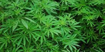 Cannabis, alla Camera avanti su legalizzazione uso domestico