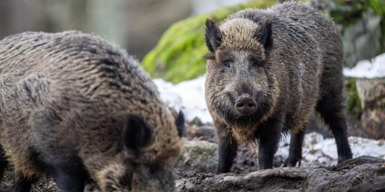 Peste suina, Ricciardi: “Intervenire subito o rischi per salute”