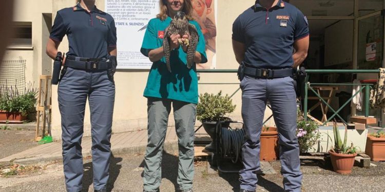 ‘Pellegrino’ speciale all’udienza del Papa, spunta un falco