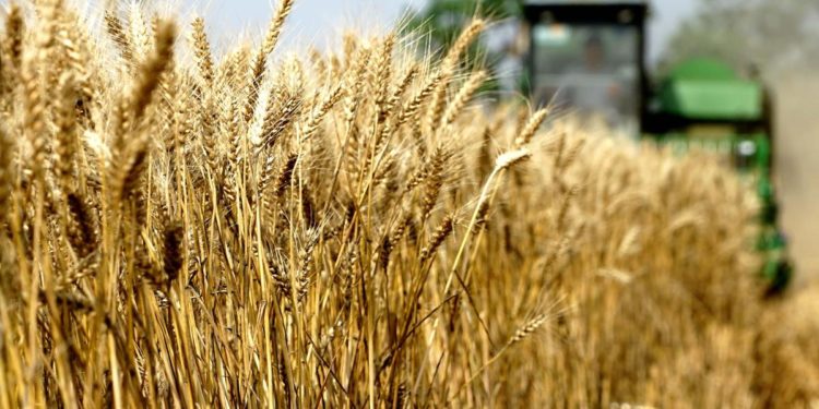 La guerra del grano, dove può arrivare il ricatto della Russia