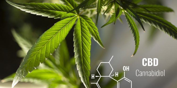 Tutto quello che c’è da sapere su CBD