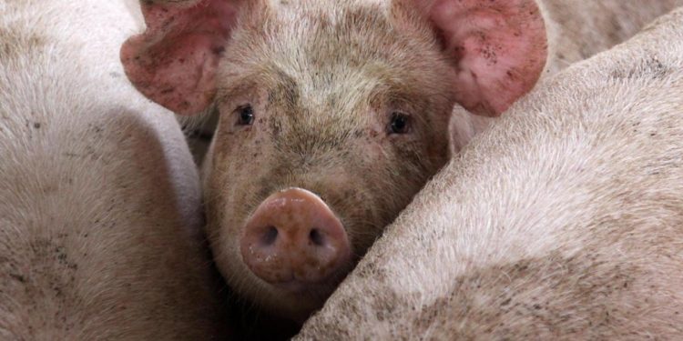 Peste suina Roma, “stop consumo carne? Nessun allarme”