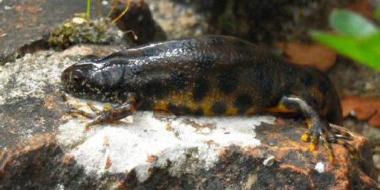 Rettili e anfibi possono vivere anche 100 anni, ecco perché