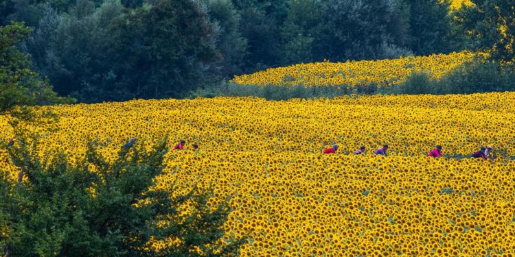 Torna a fine giugno la Nova Eroica di Buonconvento