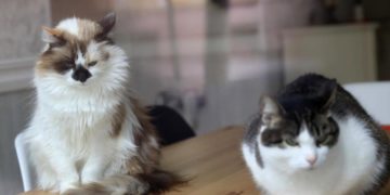 Animali, test Altroconsumo valuta caratteristiche e convenienza alimenti per gatti