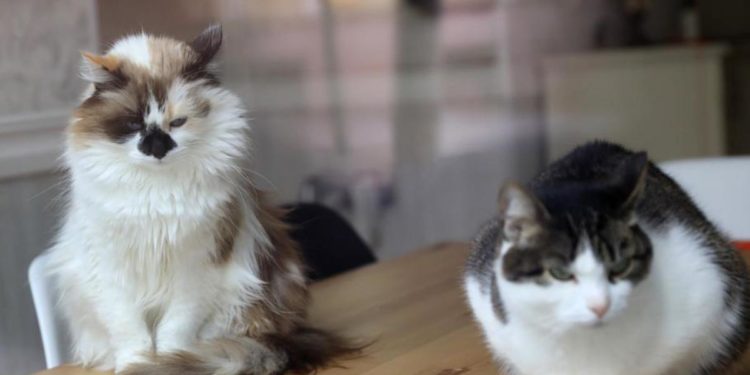 Animali, test Altroconsumo valuta caratteristiche e convenienza alimenti per gatti